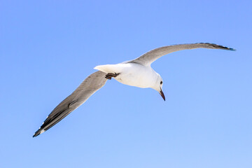 Fototapeta na wymiar Seagulls in flight searching for food, over Melkbosstrand beach Cape Town. 