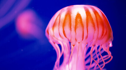 Jellyfish, marine jellyfish, mammal, underwater world, beauty of the underwater world, beautiful...