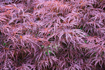 Close up of the red Japanese maple. Plant with red leaves as a background.