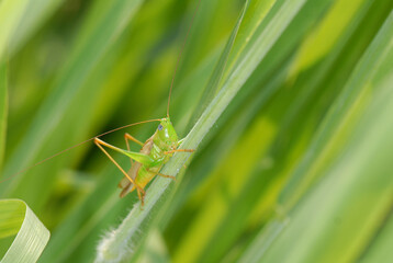 grasshopper on a green leaf