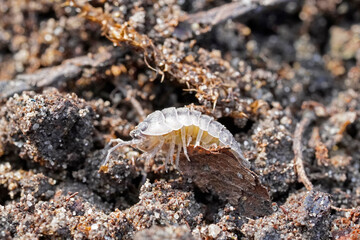 Woodlouse in close-up. Porcellio scaber.
Insect in a detailed picture in a natural environment.