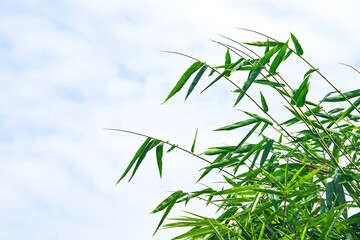 bamboo leaves on a white sky background.