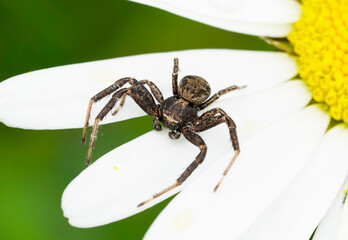 Crab spider on white petals. Spider close up on a flower in natural setting. Green background. Thomisidae. Arachnida.