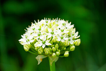 Garlic blossom against a dark green background. White flowers in a detailed close-up