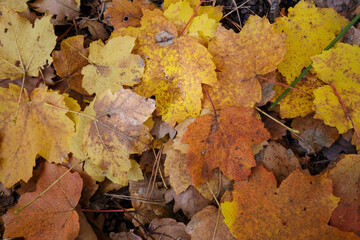 Closeup of autumn leaves in Tena Valley, Huesca province, Spain
