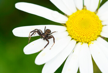 Crab spider on white petals. Spider close up on a flower in natural setting. Green background. Thomisidae. Arachnida.