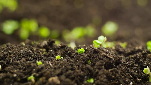 Growing Plants from Seeds in Time lapse, Fresh Green Sprout Timelapse. Nature spring season. Gardening food. Agriculture, Microgreen natural farming