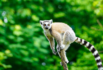 Lemur against a green background. Portrait of a ring-tailed lemur. Lemuriformes.