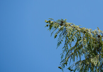 Branch of Weeping Nootka Cypress (Cupressus nootkatensis Pendula) on blue sky background.  Evergreen conifer tree (Chamaecyparis or Xanthocyparis nootkatensis) in Adler resort