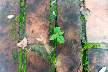 Closeup of small grass moss plants in the cracks of red bricks