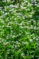 Fototapeta na wymiar abstract blossom flowers on field