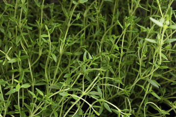 Fototapeta na wymiar Aromatic thyme sprigs growing as background, closeup. Fresh herb