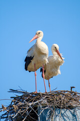 Couple of storks in nest in summer