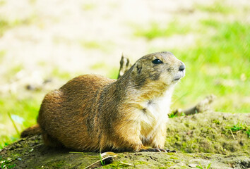 Watchful marmot on a small mound in a natural environment. Rodent close up. Marmota.