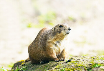 Watchful marmot on a small mound in a natural environment. Rodent close up. Marmota.