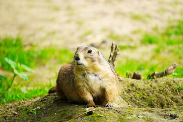 Naklejka na ściany i meble Watchful marmot on a small mound in a natural environment. Rodent close up. Marmota.