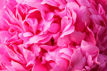 Pink peony flower close-up. Perennial with large flowers. Paeonia.