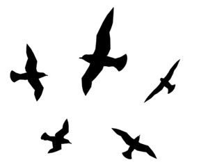 Silhouette mit Seemöwen