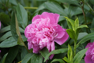 Pink peony flower close-up. Perennial with large flowers. Paeonia.