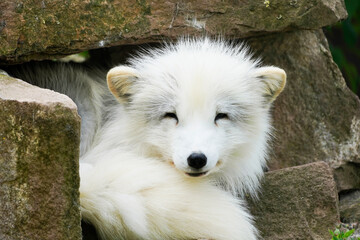 Portrait of an arctic fox. Resting animal with white fur. Vulpes lagopus.