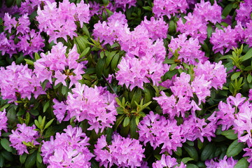 Rhododendron flowering shrub. Close up of the plant with pink flowers. Flowering time in summer.