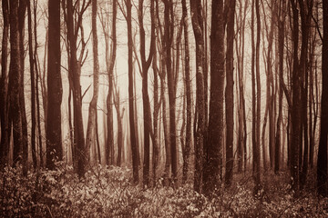 trees in fog in the forest