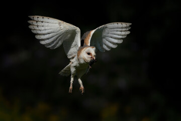 Barn owl (Tyto alba) in flight with a mouse prey . Bokeh background. Noord Brabant in the Netherlands.                                                       