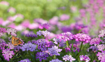 Purple flowers background with butterfly