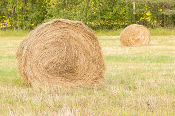 bales of hay in the field in autumn. Mowing grass for feeding animals. Packaging and storage of hay. Harvesting grass for cows for the winter.