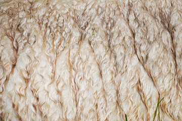 Bright sheep's wool in close-up. Soft fluffy background of an animal fur.