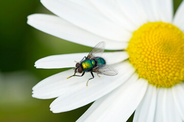 Green shimmering blowfly in close-up. Calliphoridae. Insect on white petals. Fly cleans her feet.