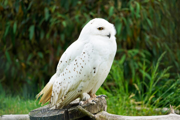 Portrait of a snow owl with a green background. Bubo scandiacus. Bird with white plumage and yellow eyes.