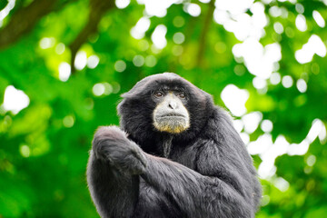 Portrait of a Siamang (Symphalangus syndactylus). Species of primate from the gibbon family...
