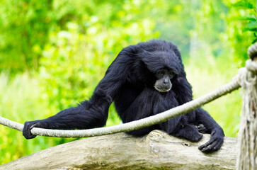 Obraz premium Portrait of a Siamang (Symphalangus syndactylus). Species of primate from the gibbon family (Hylobatidae). Monkey with black fur.