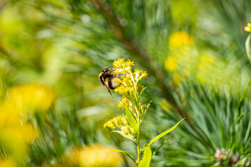 Bumblebee collects nectar from wild flowers. Close-up photo of a bumblebee that collects pollen from a flower. A bumblebee sits on a yellow flower. Summer in nature near the forest. Sunny summer day.