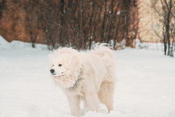 Samoyed Dog Or Bjelkier, Smiley, Sammy Dog Shakes Off Snow Outdoor In Winter Season. Playful Pet Outdoors In Snowdrift