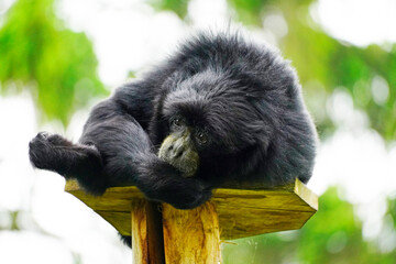 Portrait of a Siamang (Symphalangus syndactylus). Species of primate from the gibbon family (Hylobatidae).
Monkey with black fur.