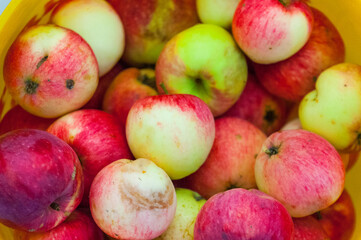 Apples for the apple spas holiday
