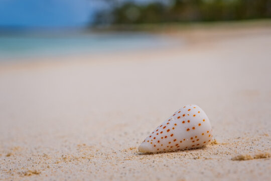 Seashell conus conidae on sunny beach in maldives. Crossroads Maldives, saii lagoon hotel, july 2021