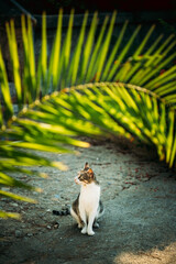 Funny Young Cat Sitting Under Palm Branches In Summer Garden