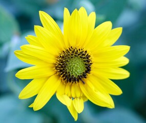 A close view of the bright yellow flower in the garden.