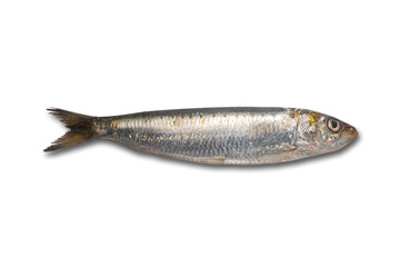 Freshly caught fresh sardines from the Mediterranean sea isoalted on white