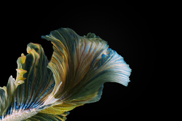 betta fish thailand swimming underwater