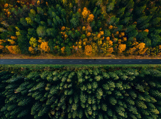 Aerial view of a road through the forest in summer and fall or autumn.