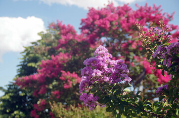 a pink flowers natural scene