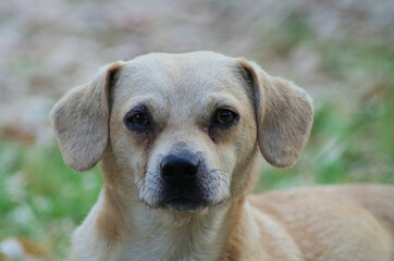 dog watching portrait