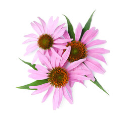 Beautiful blooming echinacea flowers with leaves on white background, top view