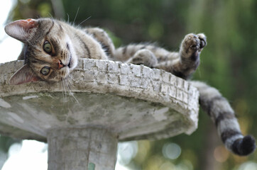 cat on fountain like a model