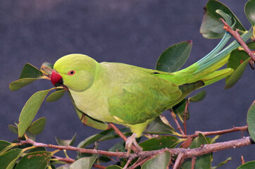 a parakeet extreme closeup view