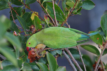 closeup of psittacula krameri parakeet eating